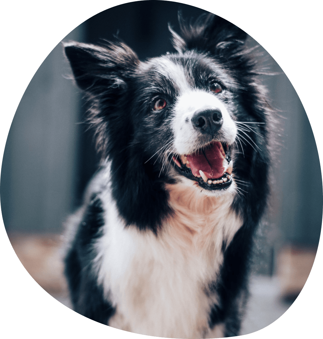 A very good dog, ready for its appointment